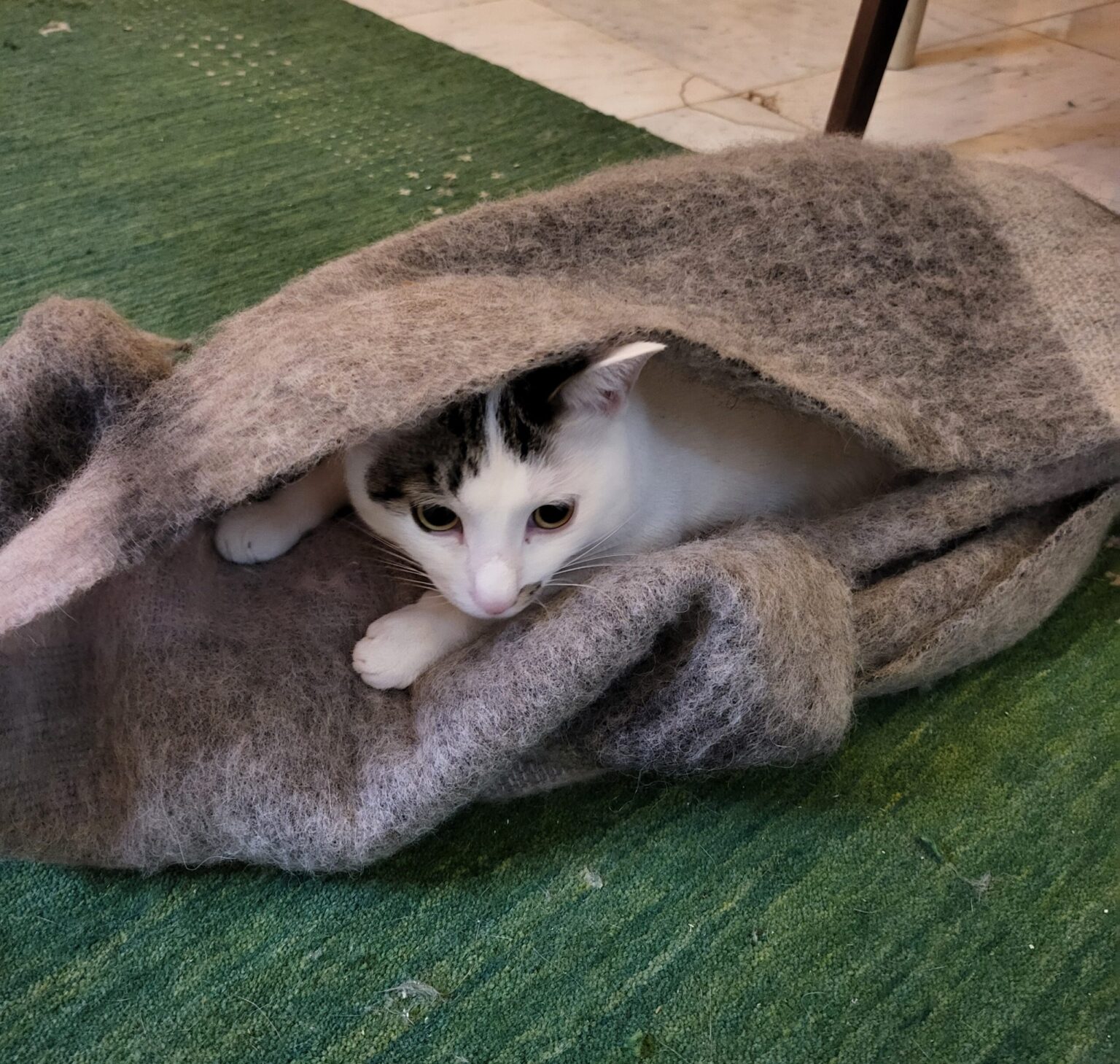 いたずらくうがマフラーに入った