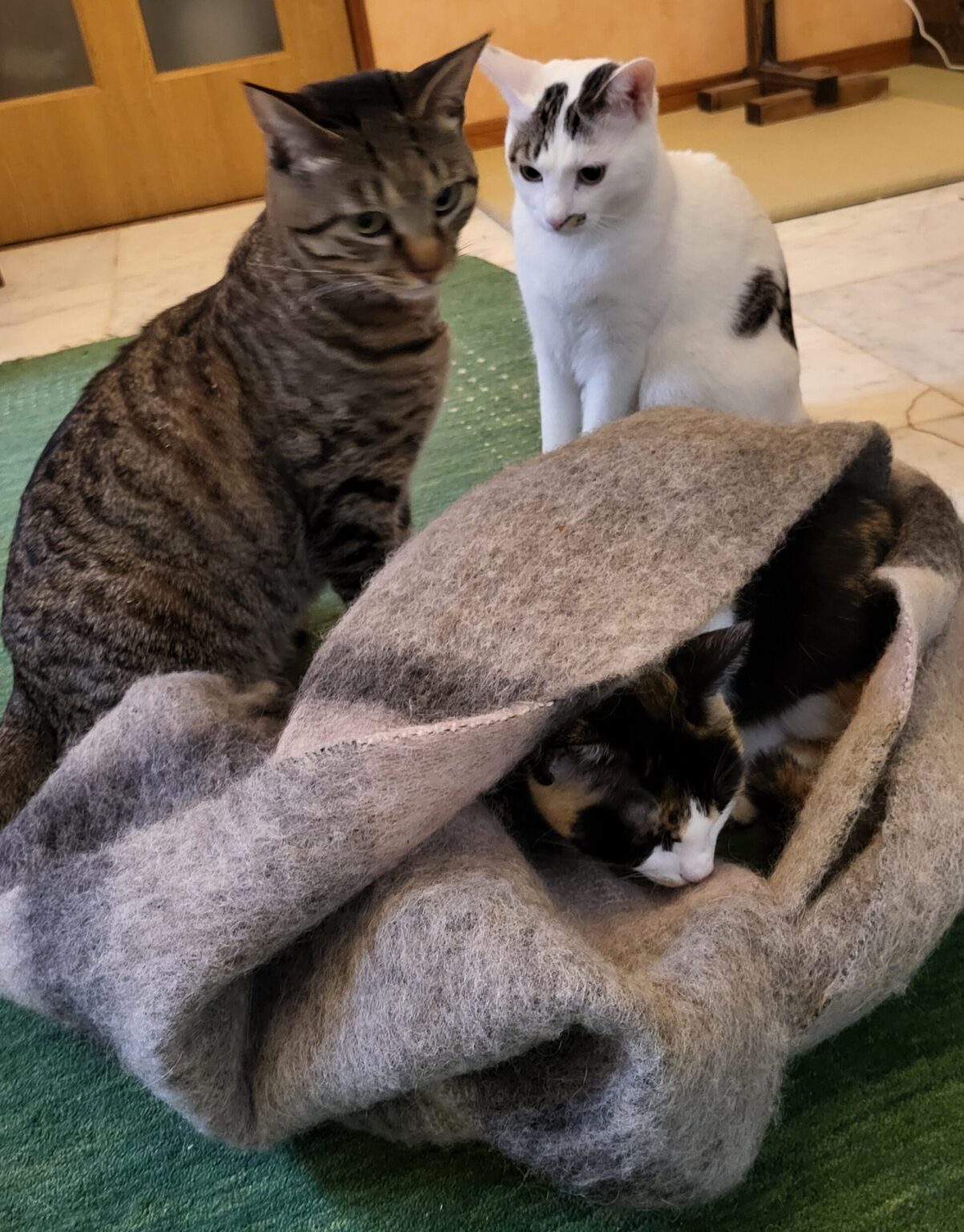 いたずらでマフラーに入り込んだみこを、くうとむうが見守っている同じ周波数の空気