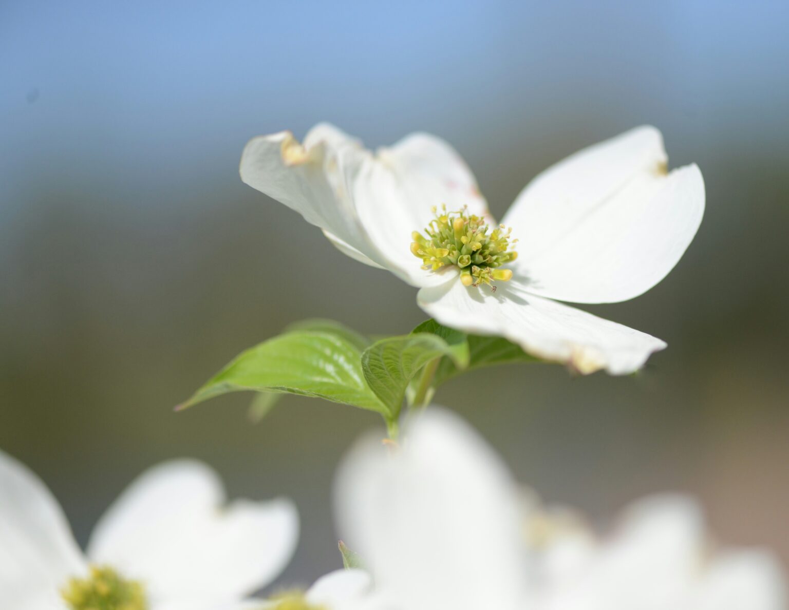 春風のようにやさしく整う白い花
