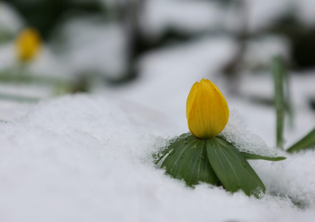 雪の中から顔を出した黄色い花。立春を感じさせる静かな一枚