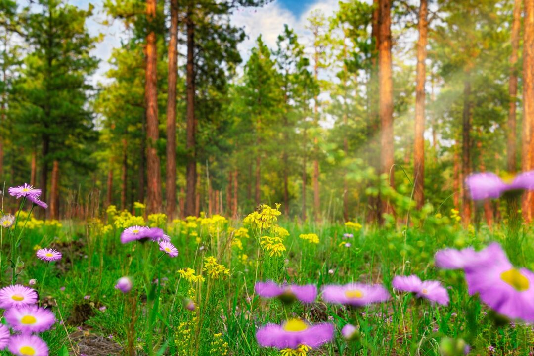 大きな木々の下に、色とりどりの草花が咲く明るい森の風景