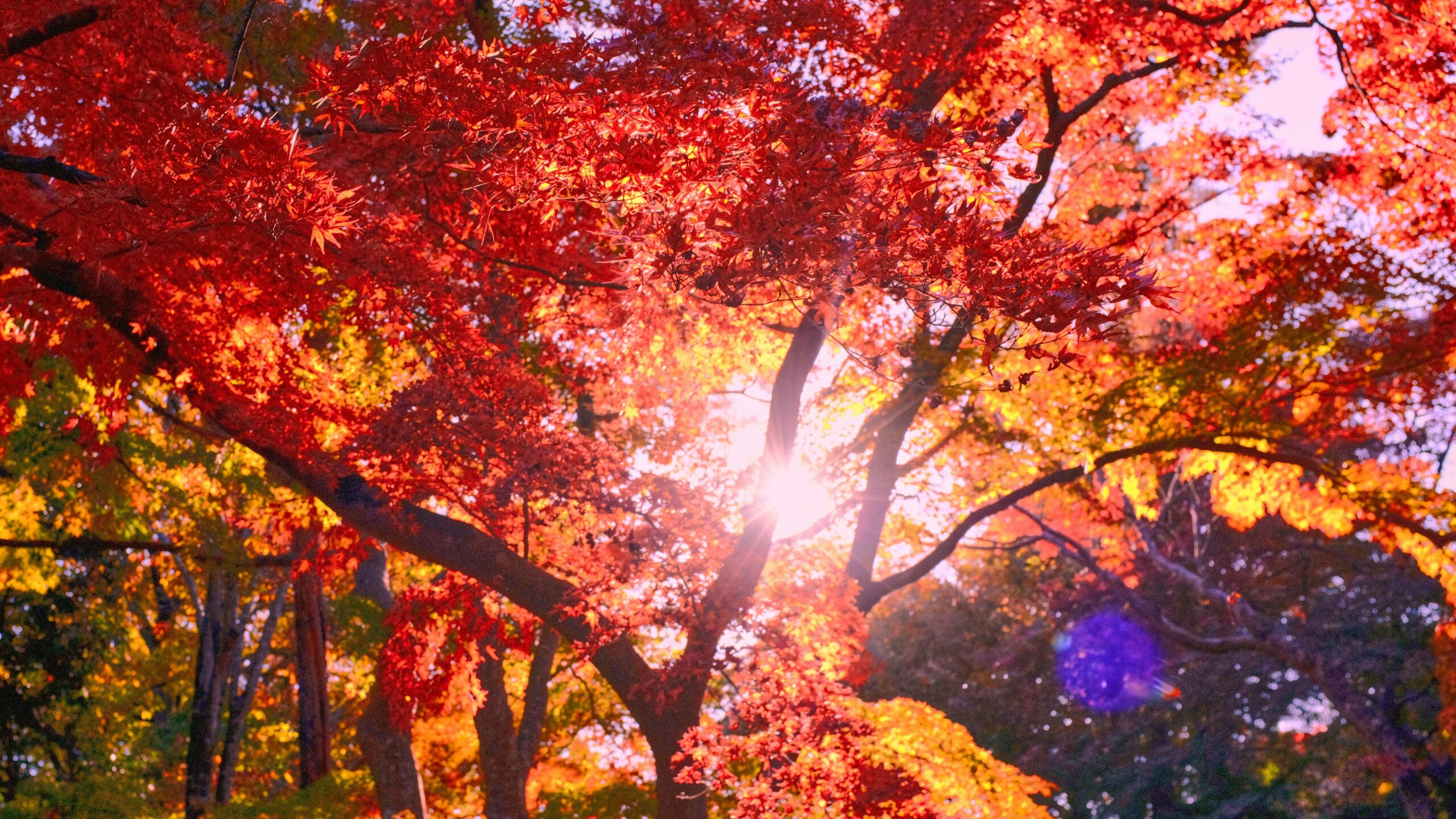 紅葉した木々の間から太陽の光が差し込む秋の風景